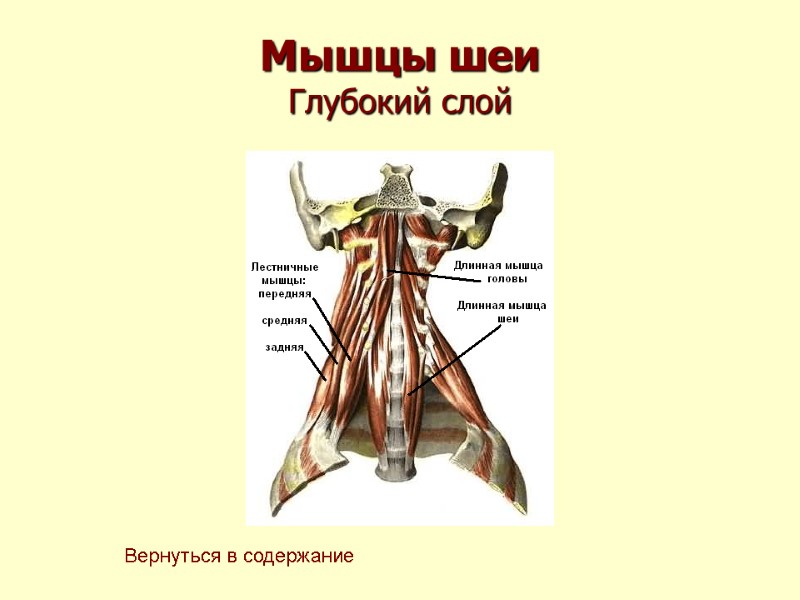 Мышцы шеи Глубокий слой Вернуться в содержание